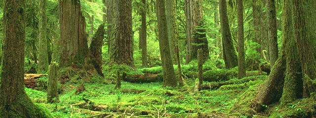 forrest background